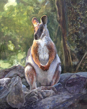 Pensive Wallaby