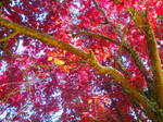 Fire Tree by Twimper
