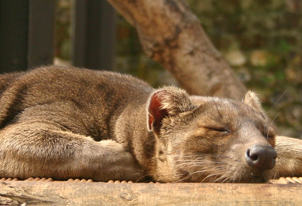 Sleepy fuzziekin