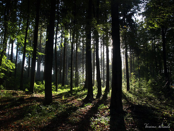 mysterious forest