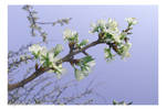 blooming plum tree 3 by hanghuhn