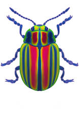 Rainbow Leaf Beetle (Chrysolina cerealis)