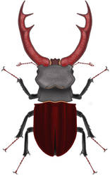 Stag Beetle (Lucanus cervus)