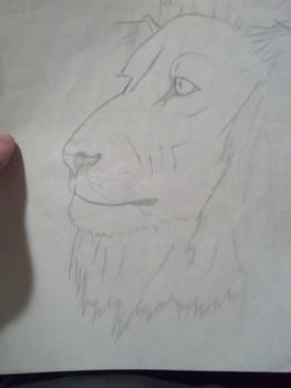 lion