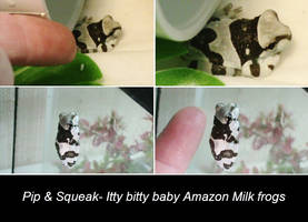 Pip and Squeek- New Baby Amazon Milk Frogs