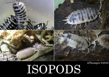 Terrestrial Isopods