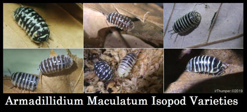 Armadillidium Maculatum Isopod Varieties