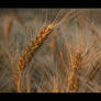 Harvest time