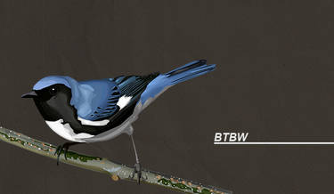 Black-throated Blue Warbler