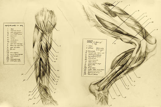 anatomical drawing 06 muscles of the leg