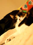 Toola the cat in bed 2 by creativesnatcher69