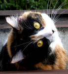 Calico cat Toola by creativesnatcher69