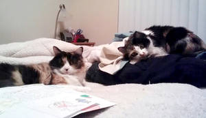 My cats Toola and Koda
