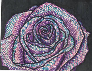 Purple Blue and Pink Rose in Ink