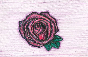 Bloomed Pink and Red Rose in Ink