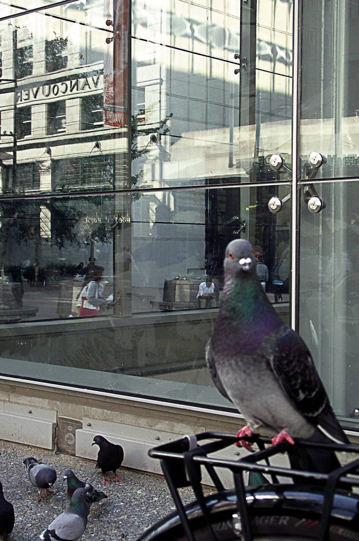 Pigeons