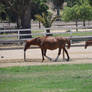 Mare and Foal Stock 7