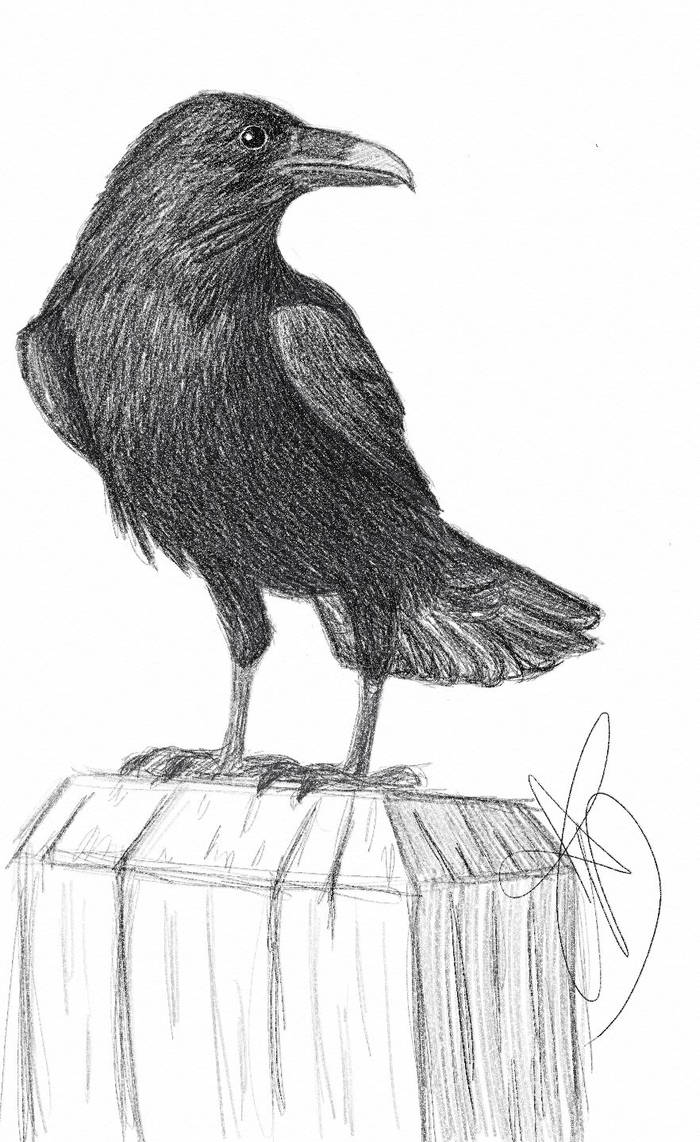 Raven by StarFall-Arts on DeviantArt