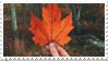 holding a maple leaf