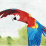 Scarlet Macaw