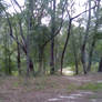 Forest stock 3