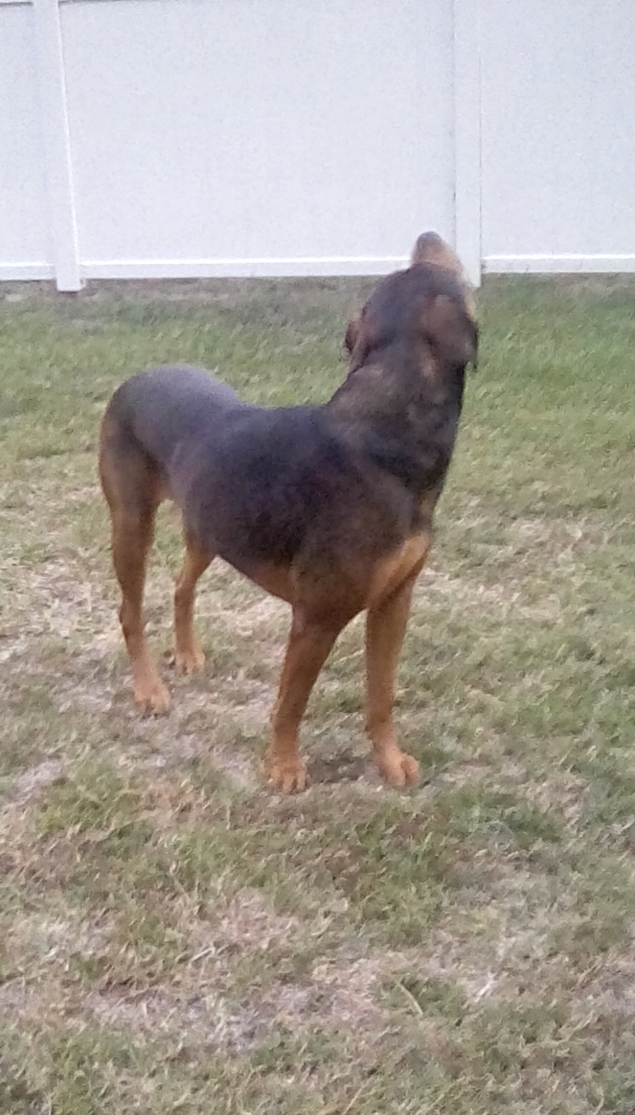 Rottweiler cross looking up awkwardly