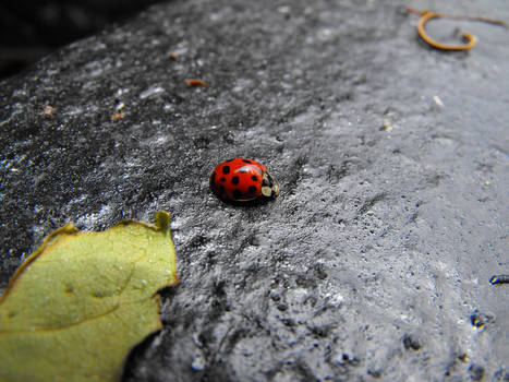 Ladybug