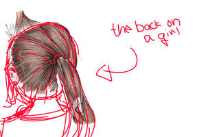 ANATOMY - Shoulder and Bicep Muscles by Alinecosineee on DeviantArt