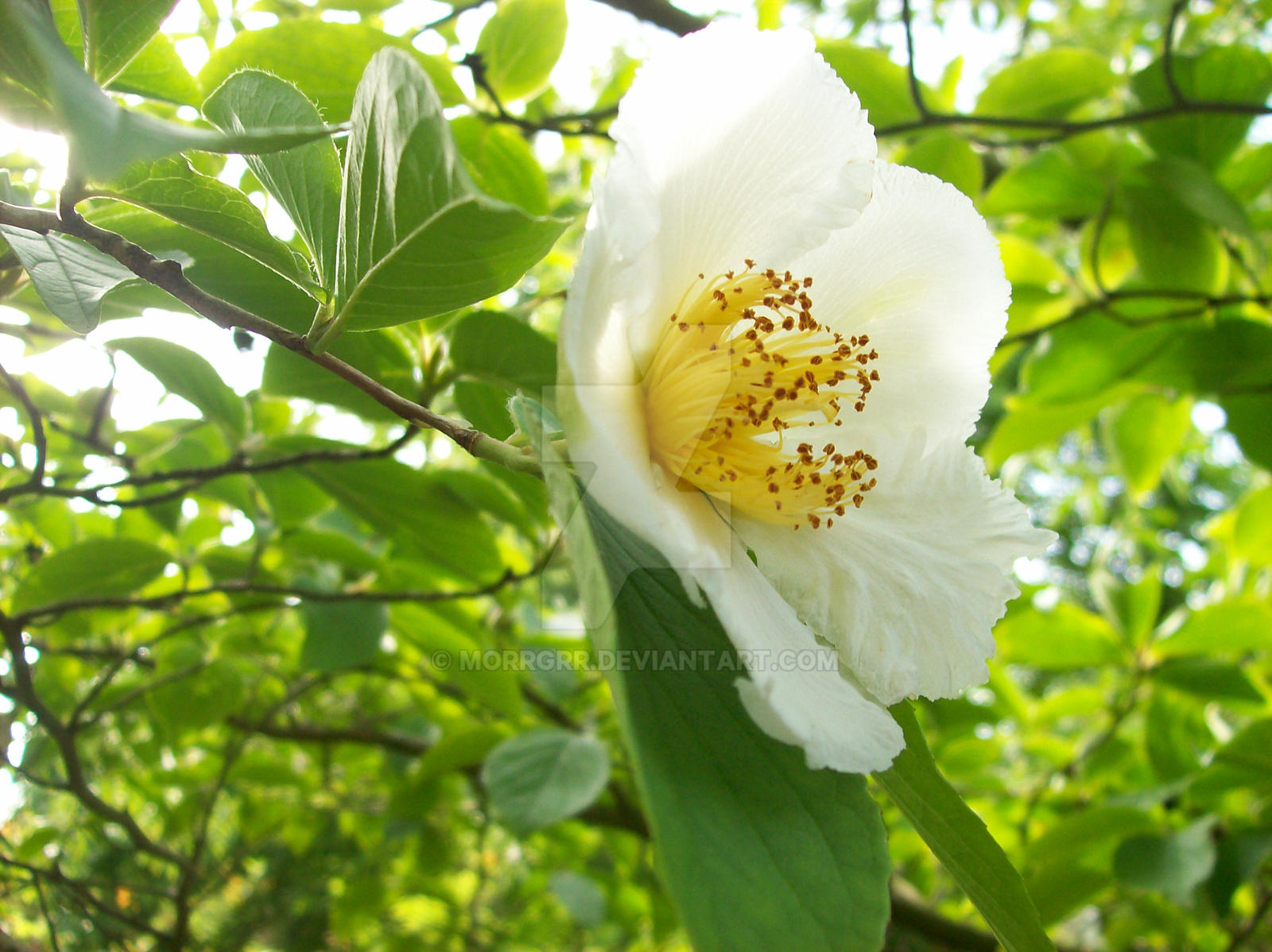 White flower