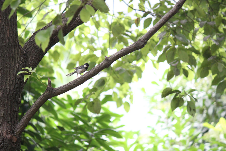 Serene canopies