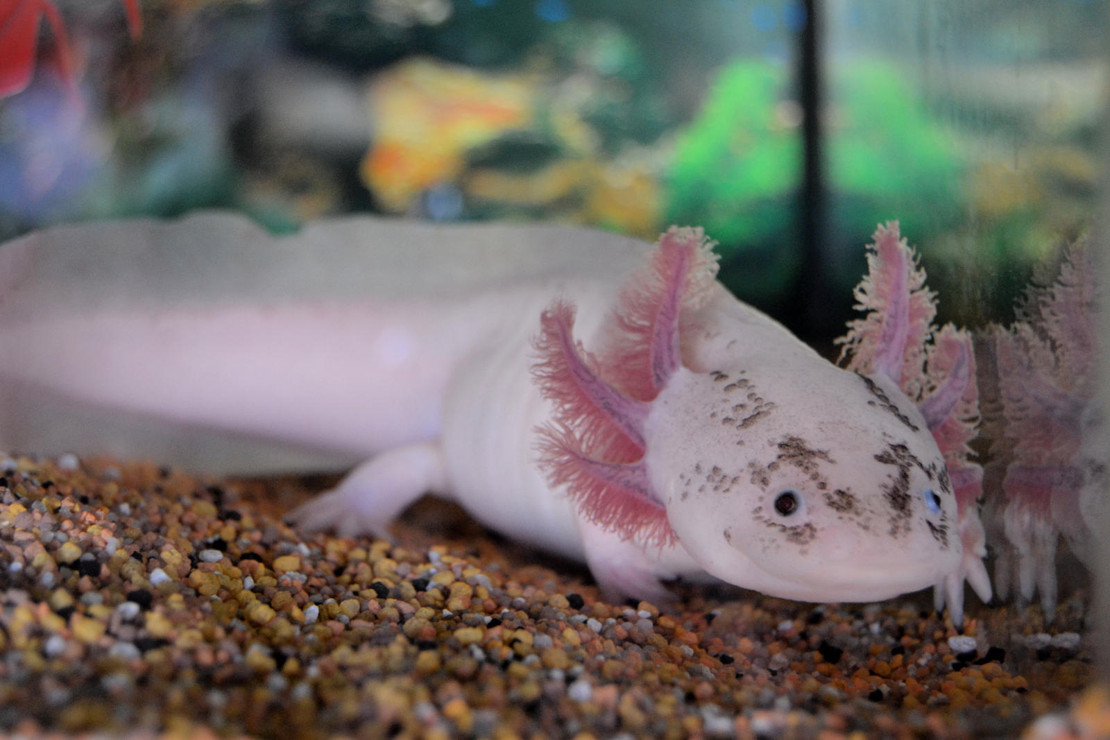 Leucistic Axolotls On Axolotl Love Deviantart Leucistic Axolotls On Axolotl Love Deviantart