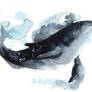 Galaxy Whale