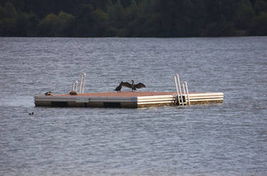 some birds enjoying the sea