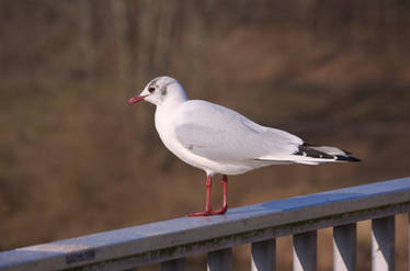 a gull enjoying the first signs of spring