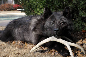 Donovan the Black Wolf Softmount