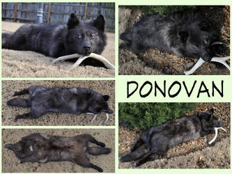 Lots of Donovan!