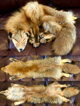 Bobtail Kodiak Red Fox