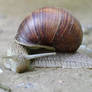 Big snail 1