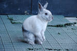 Ancord the rabbit 10