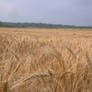 Wheat field 1