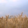 Wheat field 3