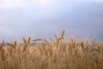 Wheat field 3 by Panopticon-Stock