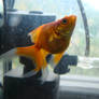Gold fish 1