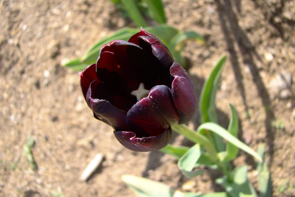 Tulips 13