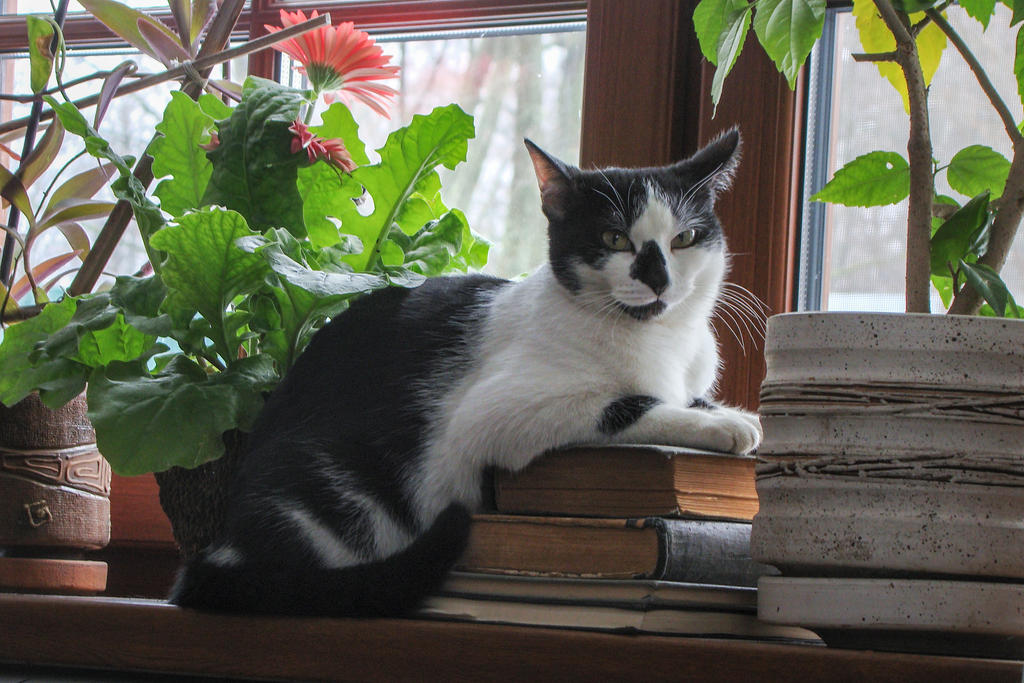 Rolly the cat 10 by Panopticon-Stock Rolly the cat 10 by Panopticon-Stock