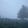 Misty morning 1