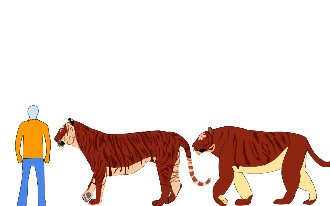 New north american tiger by Ascension-eyecheetah on DeviantArt New north american tiger by Ascension-eyecheetah on DeviantArt
