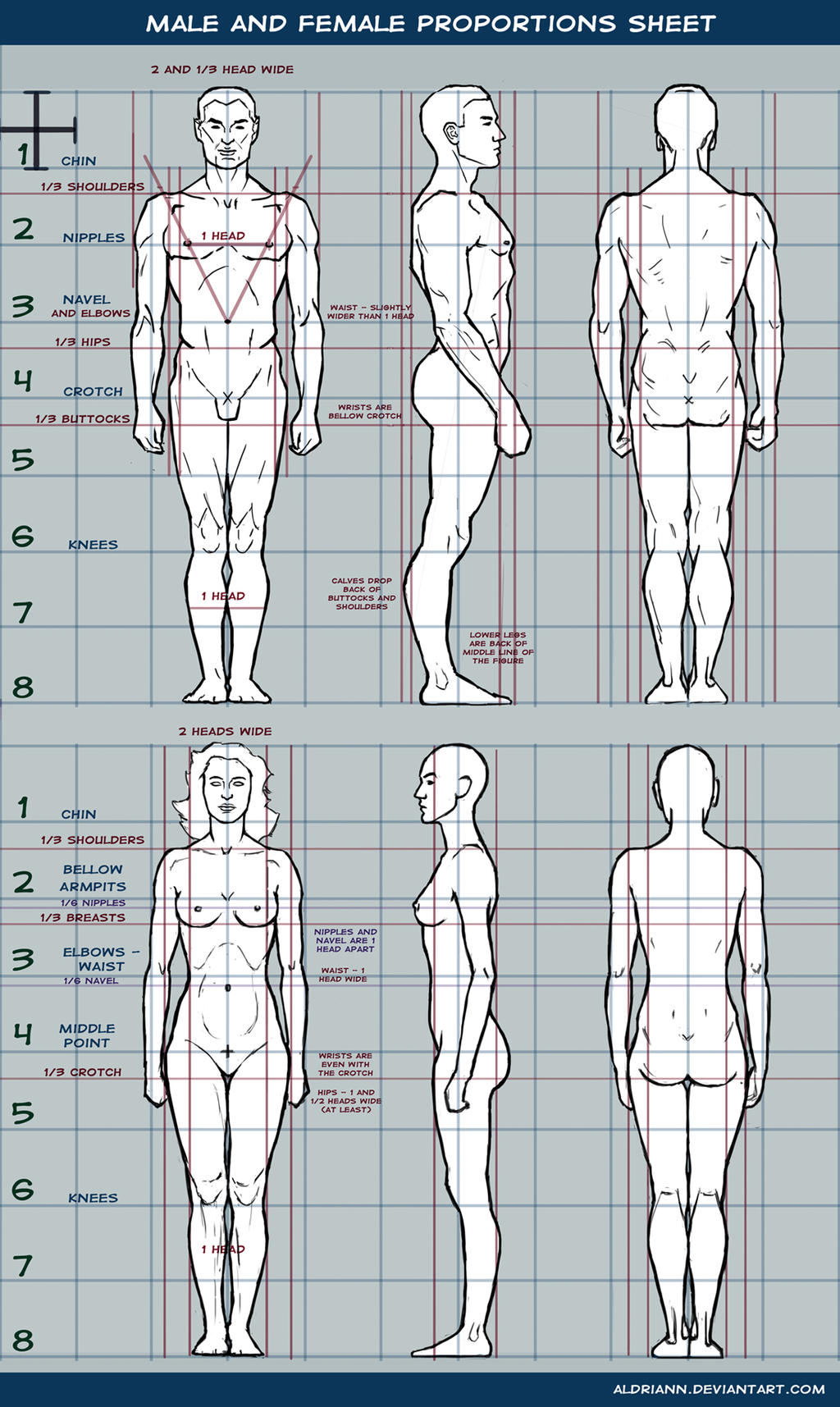 Adult Proportion Character Male and female proportions sheet by Aldriann on DeviantArt