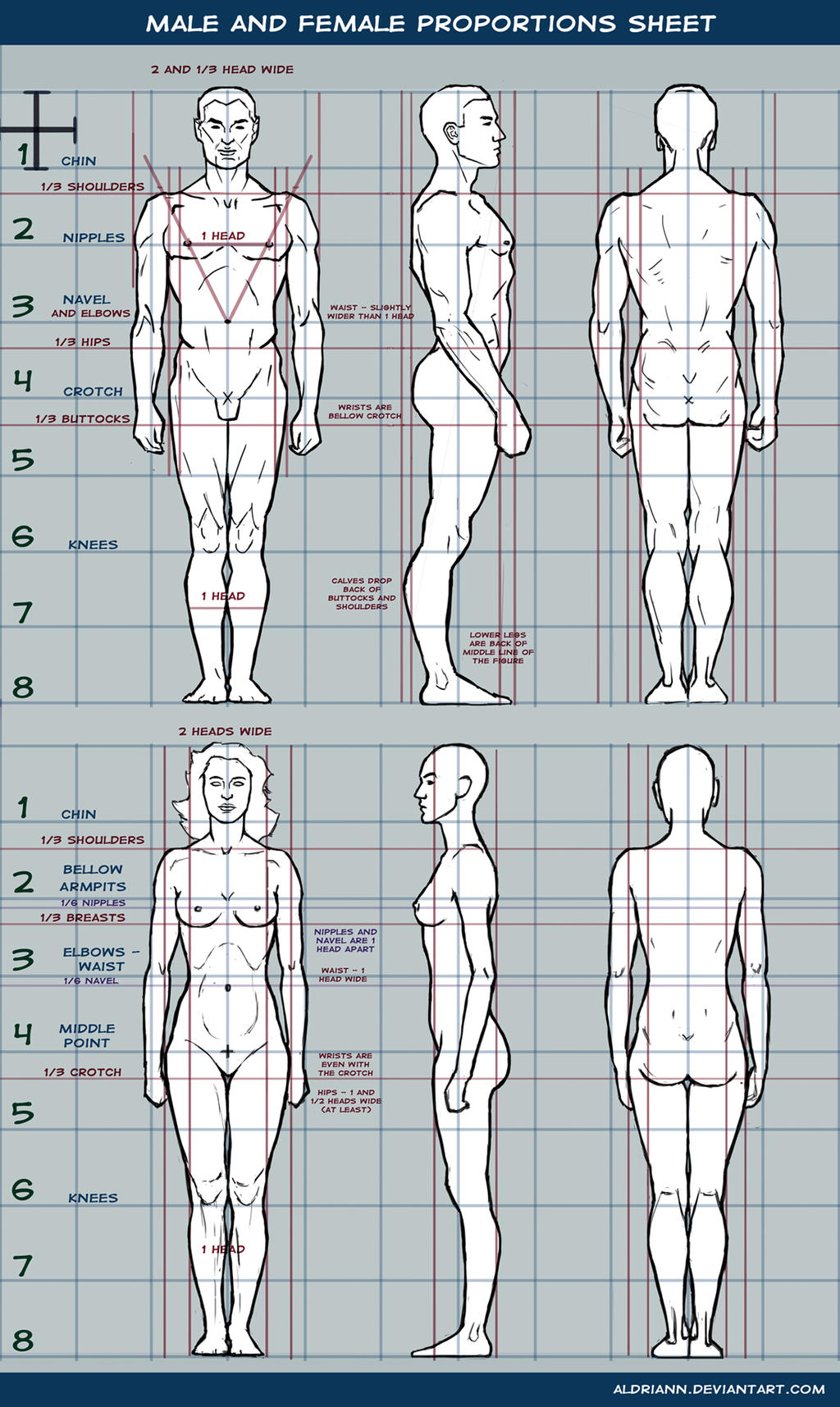 Male and female proportions sheet by Aldriann on DeviantArt