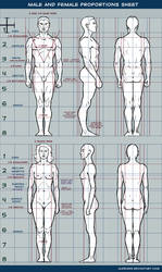 Male and female proportions sheet